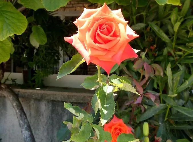 Appartement Mladen Za Familiju *