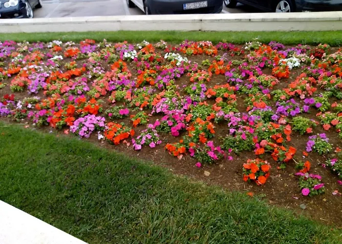 Mladen Za Familiju * 沃迪切